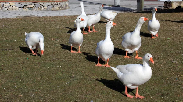 White geese on the park — Stock Photo, Image