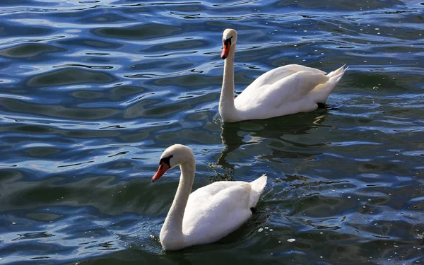 Lebede frumoase într-un lac. Romantism, carte poștală sezonieră — Fotografie, imagine de stoc