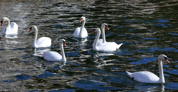 Beautiful swans in a lake. Romance, seasonal postcard — Stock Photo, Image