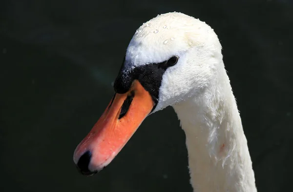 Portrait  of a beautiful white swan — Stock Photo, Image