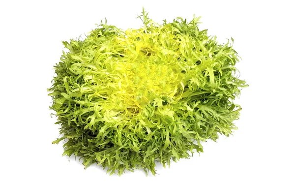 Escarole 莴苣 frisee 生菜 — 图库照片