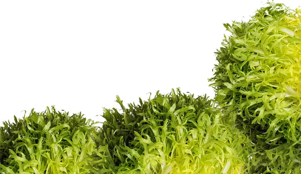 Escarole endive frisee salat — Stockfoto