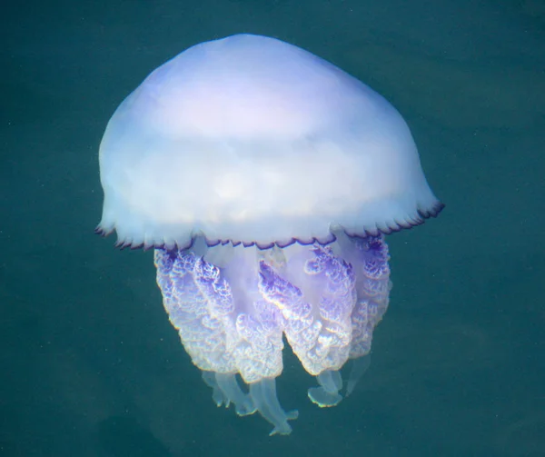 Medusas de Rhizostoma pulmo no mar Mediterrâneo — Fotografia de Stock