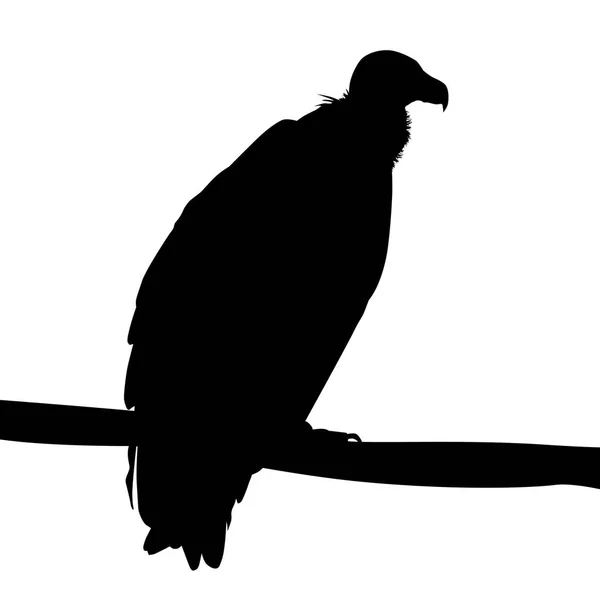 Silhouette aigle sur fond blanc — Image vectorielle