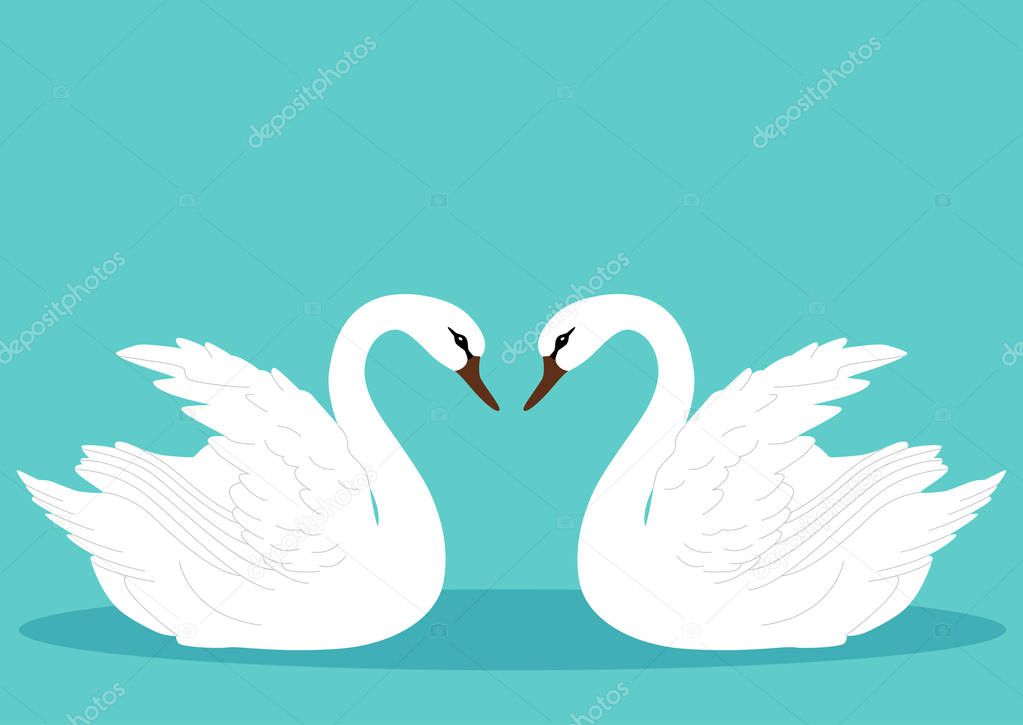 A pair of swans. Swan.