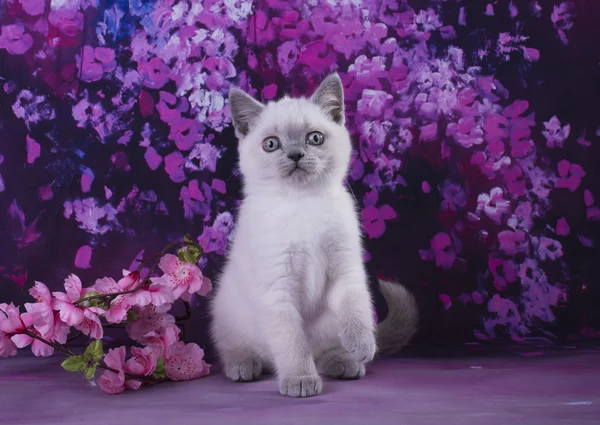 Маленький сиамский котенок на бордовом фоне абстрактный — стоковое фото