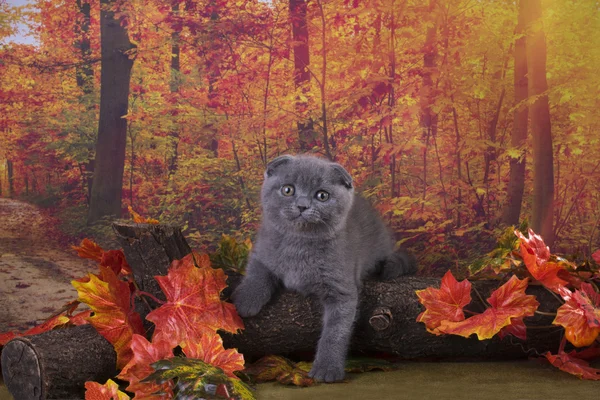 Sonbahar ormanda oynarken küçük kedi yavrusu — Stok fotoğraf