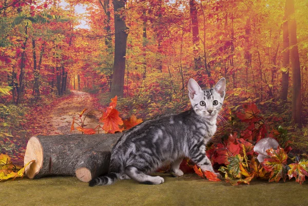 Klein katje speelt in de herfst bos — Stockfoto