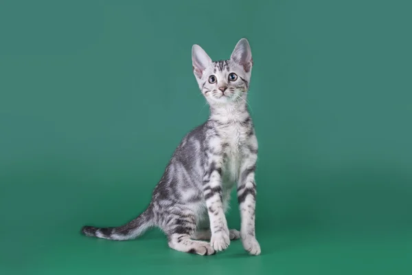 Кошка в студии — стоковое фото