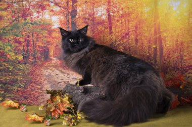 sonbahar ormanda oynayan kedi