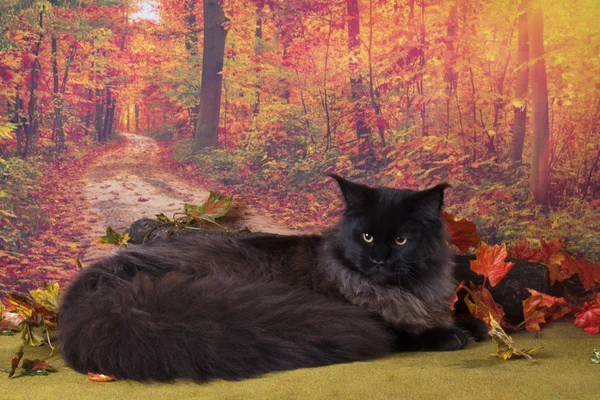 Kat speelt in de herfst bos — Stockfoto
