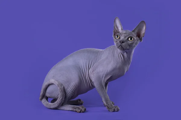 Careca gato em um fundo azul — Fotografia de Stock