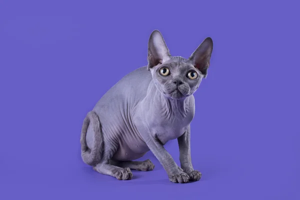 Careca gato em um fundo azul — Fotografia de Stock