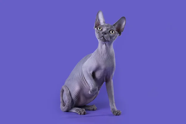 Careca gato em um fundo azul — Fotografia de Stock