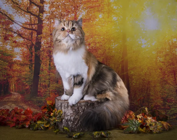 Chat jouant dans la forêt d'automne — Photo