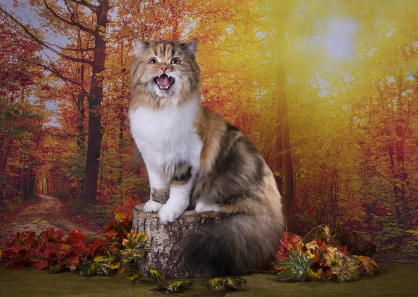 Sonbahar ormanda oynayan kedi — Stok fotoğraf