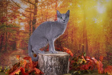 Sonbahar ormanındaki kedi