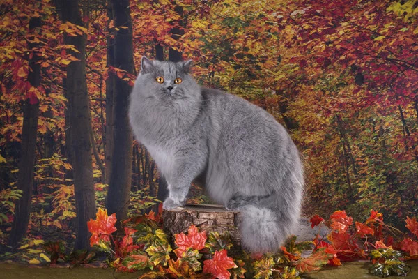 Katt i höstskogen — Stockfoto