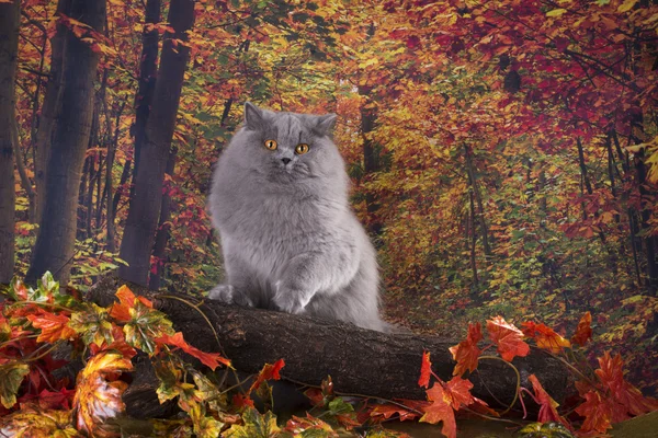 Gato na floresta de outono — Fotografia de Stock