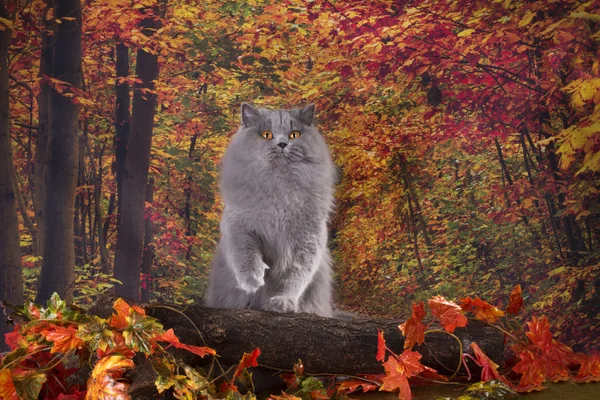 Gato na floresta de outono — Fotografia de Stock