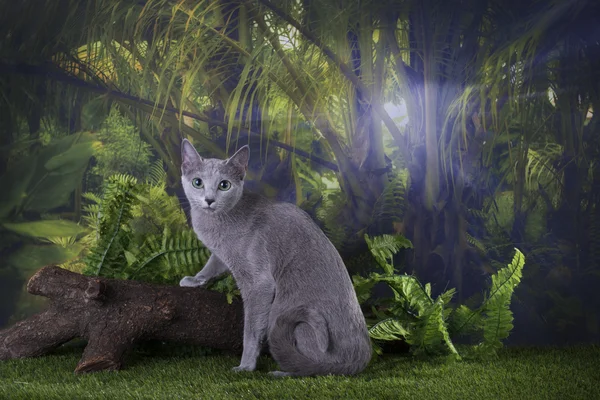 Cat on the background of the jungle — Stockfoto
