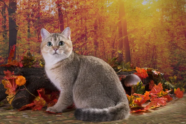 Kat in het herfstbos — Stockfoto