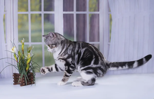 Кот на подоконнике — стоковое фото