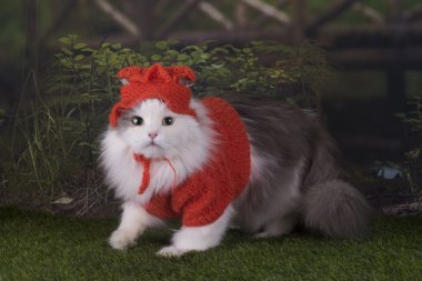 bir ülkede evde istirahat kedi