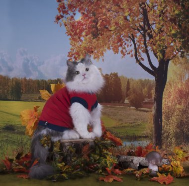 Cat walks on the edge of the forest near the village autumn day clipart