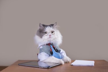 kedi Yöneticisi ofiste oturan bir takım