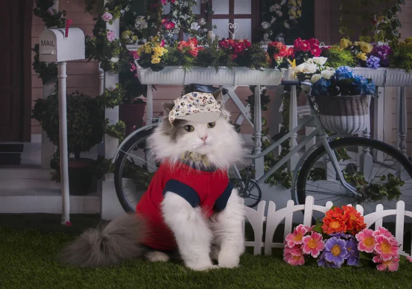 Cat resting in a country house — Stock Photo, Image