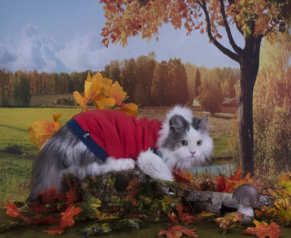 Promenades de chat à la lisière de la forêt près du village jour d'automne — Photo