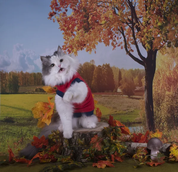 Kat loopt aan de rand van het bos in de buurt van het dorp herfstdag — Stockfoto