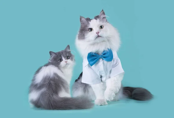 Kat met een kitten op een lichte achtergrond — Stockfoto