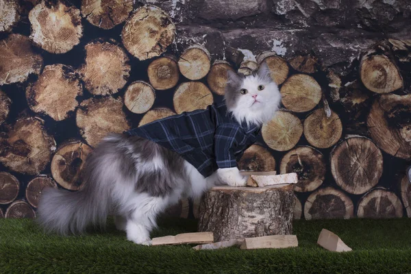 裏庭で薪を割って猫シャツ — ストック写真