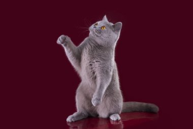 funny kitten on a background isolated clipart