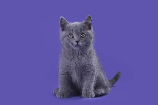 Gattino divertente su uno sfondo isolato — Foto Stock