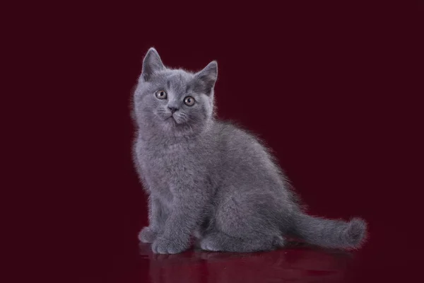 Gatinho engraçado em um fundo isolado — Fotografia de Stock