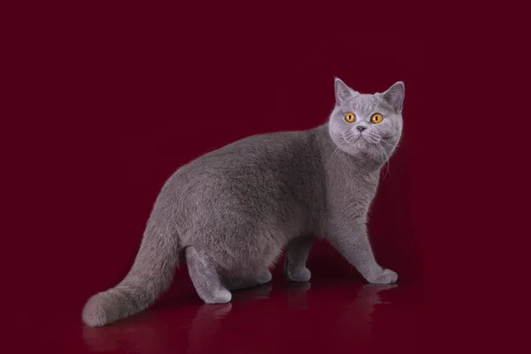 Gatinho engraçado em um fundo isolado — Fotografia de Stock