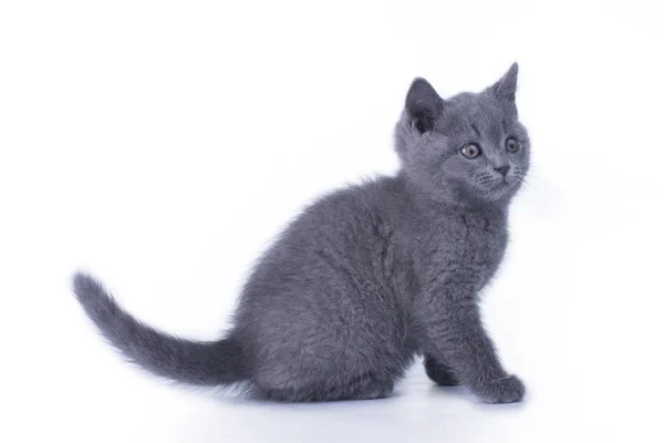 Funny kitten on a background isolated — Stock Photo, Image