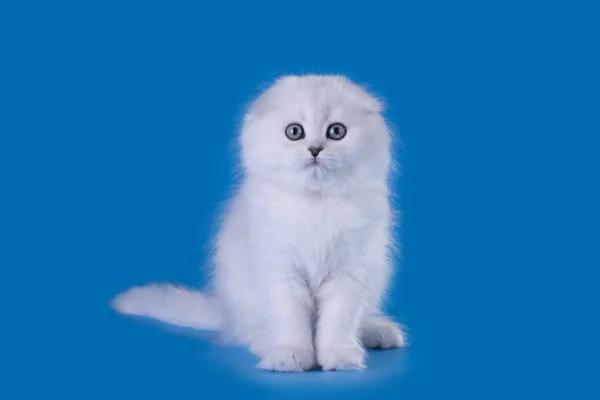 고립 된 배경에 웃 긴 고양이 — 스톡 사진