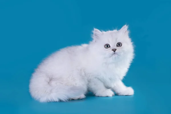Funny kitten on a background isolated — Stock Photo, Image