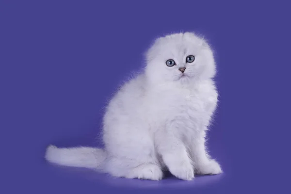 Funny kitten na pozadí, samostatný — Stock fotografie