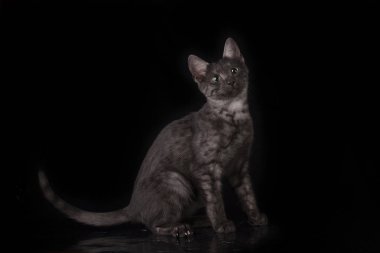 Studio Mısır kedi