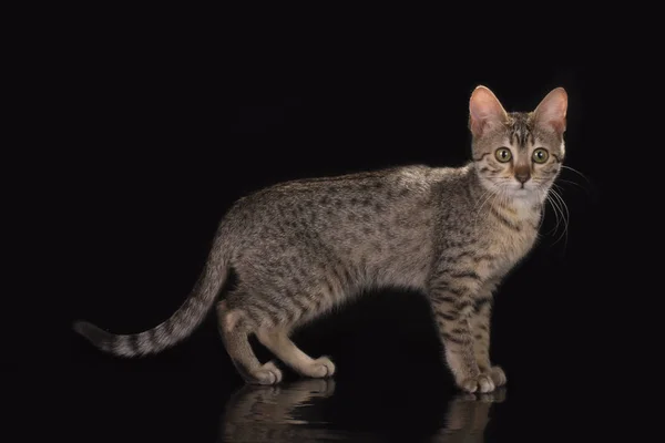 Studio Mısır kedi — Stok fotoğraf