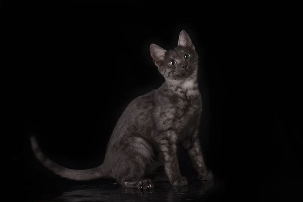 스튜디오에서 이집트 고양이 — 스톡 사진