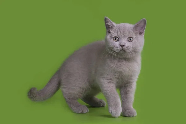 고립 된 스튜디오에서 웃 긴 영국 고양이 — 스톡 사진