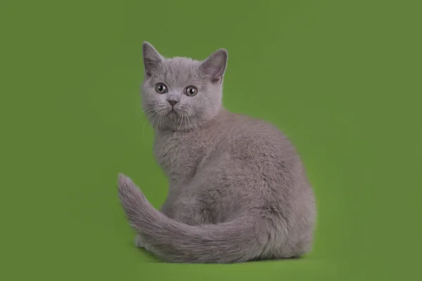 고립 된 스튜디오에서 웃 긴 영국 고양이 — 스톡 사진