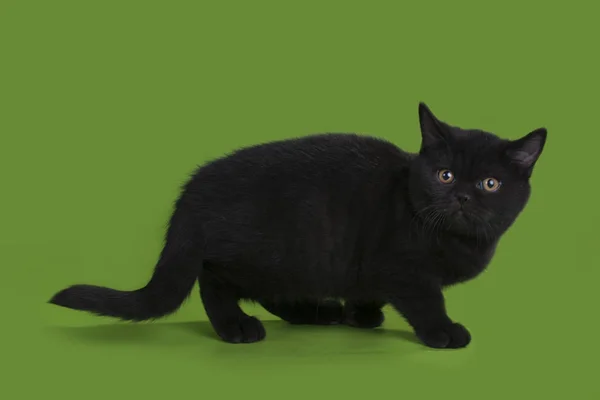 Funny Britian cat in studio isolated — Stock Photo, Image