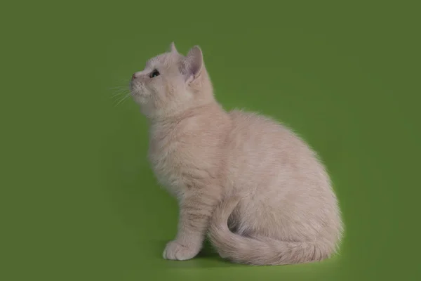 Смешной британский кот в студии изолирован — стоковое фото